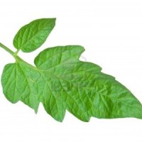 Green and Herbaceous - Tomato Leaf and Violet Leaf Oils 