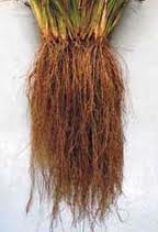 Hairy vetiver root