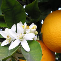 orange blossom = neroli
