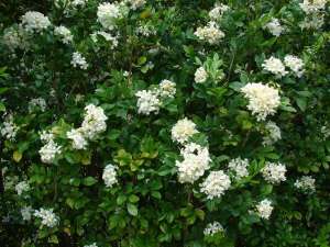 Murraya paniculata - the flowers even look like jasmine