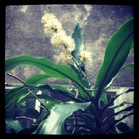 My Flowering Happy Plant, The Unexpected Gifts of Nature and Other Amazing Scents