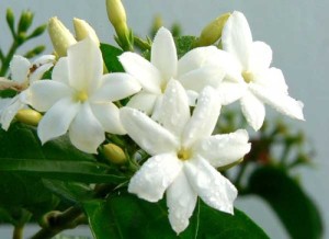 the fragrant jasmine blossom