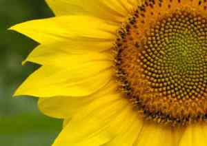The "Golden Ratio" seen in the centre os this sunflower is a code found throughout the universe