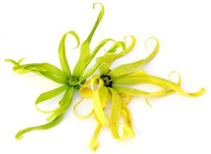 The spidery, seductive Ylang Ylang flower