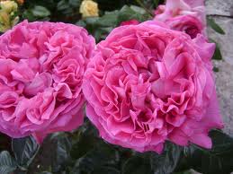 Rosa centifolia - another rose used to make essential oil