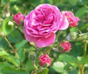 Rosa damascena - the most used rose for oil production