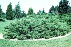sprawling juniper bush
