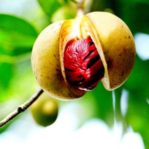 Nutmeg - Myristica fragrans
