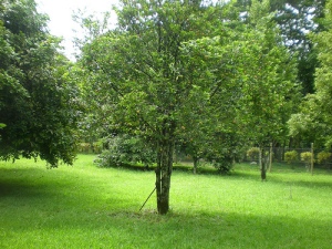 The nutmeg tree