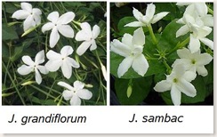 The Jasmines - grandiflorum and sambac