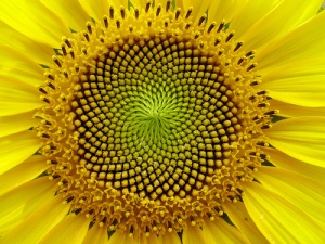 A sunflower is a representation of the golden ratio