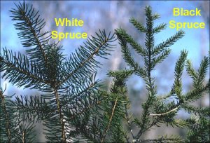 Black and White Spruce trees pic via uptreeid.com 