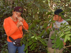 Rosewood tree in the Amazon pic via amazonecology.wordpress.com 