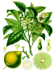 A wonderful botanical illustration of bergamot in Kohler's Medizinal Pflanzen - pic via  en.wikipedia.org 