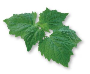 Patchouli leaf - pic via www.vanaroma.com 