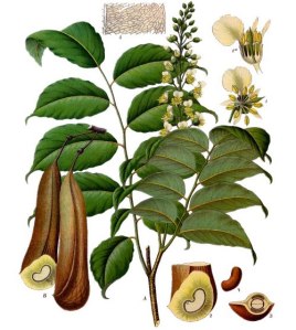Peru balsam - pic via www.fragrantica.com