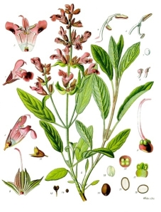 Sage -  illustration from Köhler's Medizinal Pflanzen