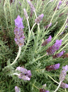 Lavender in my neighbourhood. Loves the sun and grows all over the world