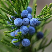 10 Recipes with Juniper Essential Oil - Juniperus communis