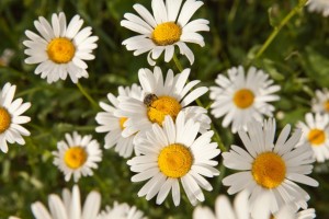 Chamomile - sweet flower, sweet scent