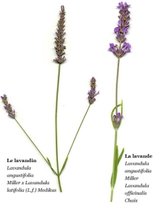 Lavandin and true lavender- ic via www.marvellous-provence.com