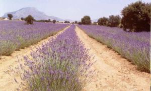 Spike lavender - pic via www.cadima.com
