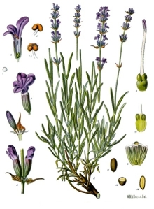Lavandula angustifolia from Köhler's Medizinal Pflanzen