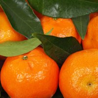 10 Recipes with Mandarin Essential Oil - Citrus reticulata