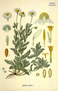 Anthemis nobilis - a classic illustation from Kohler's Medicial Pflanzen 