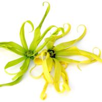10 Recipes with Ylang Ylang Essential Oil - Cananga odorata