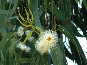 Eucalyptus globulus is the most commonly produced essential oil although there are quite a few - pic via www.wildseedtasmania.com.au