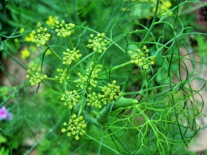The fennel plant