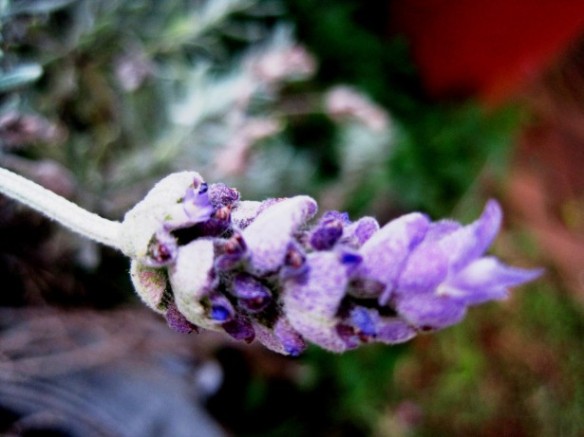 Lavender is the most versatile essential oil we have and it can be used all through the year