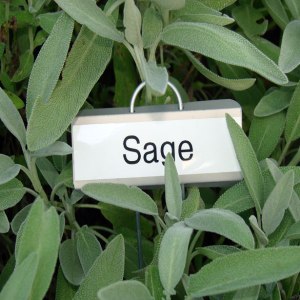 Sage - use in small amounts
