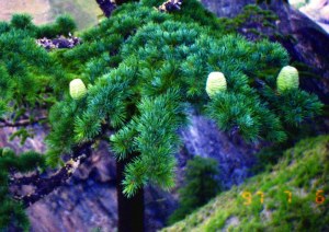 Stunning pic of Himalayan cedarwood via www.efloras.org credit KK Shrestha