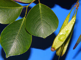 The leaf and pod of Sissoo