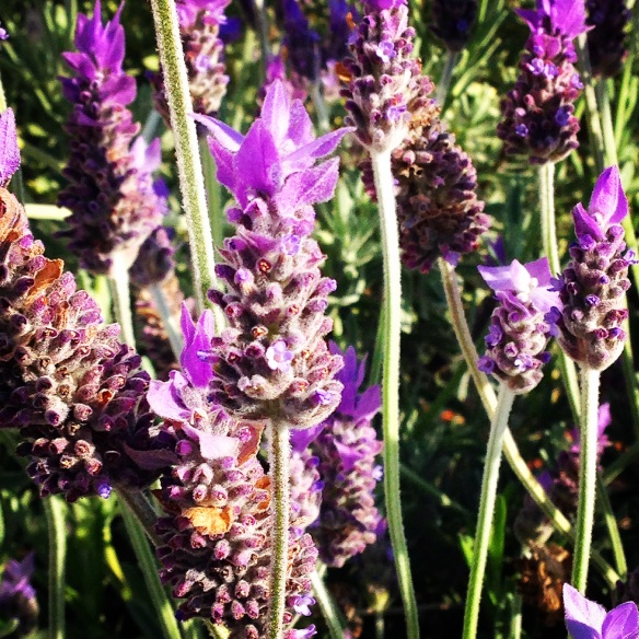 more gorgeous lavender