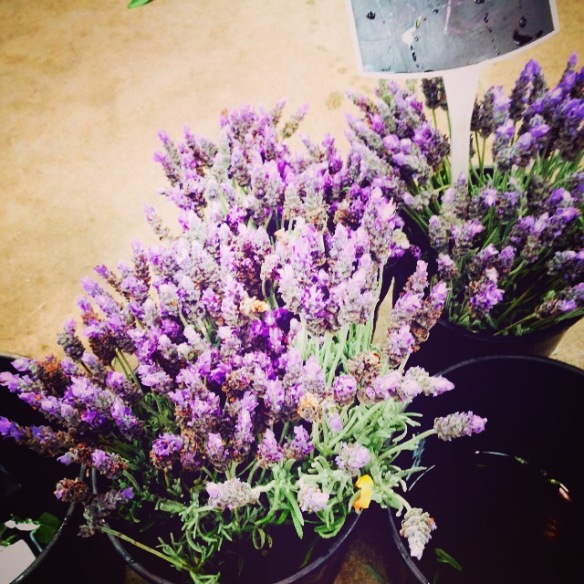 Lavender at my local market