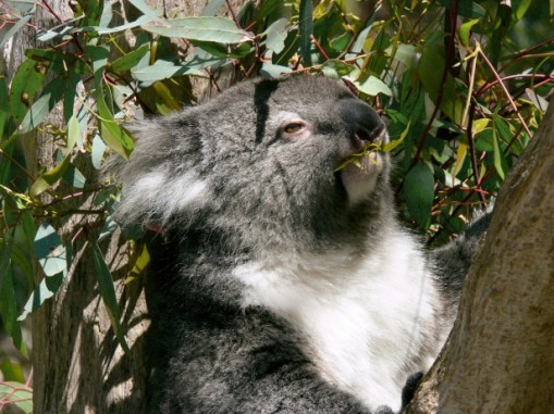 Koalas MUST have eucalyptus and so must I!