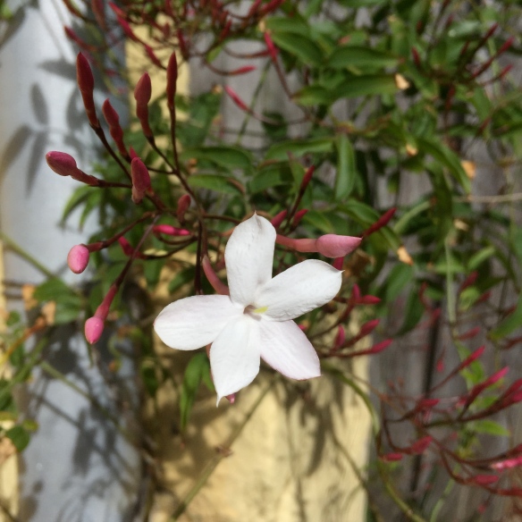 lone jasmine flower